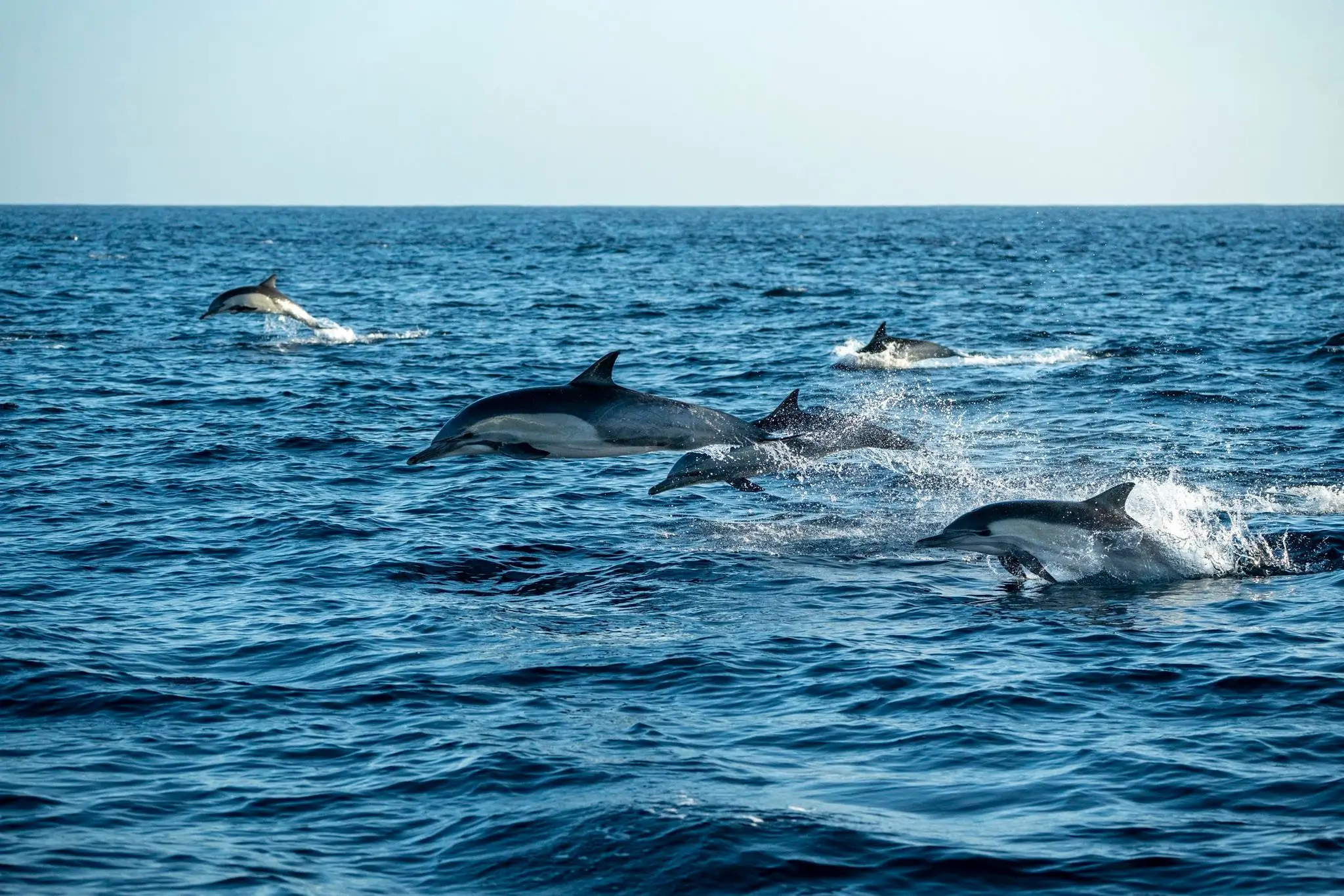 Dolphin Sighting