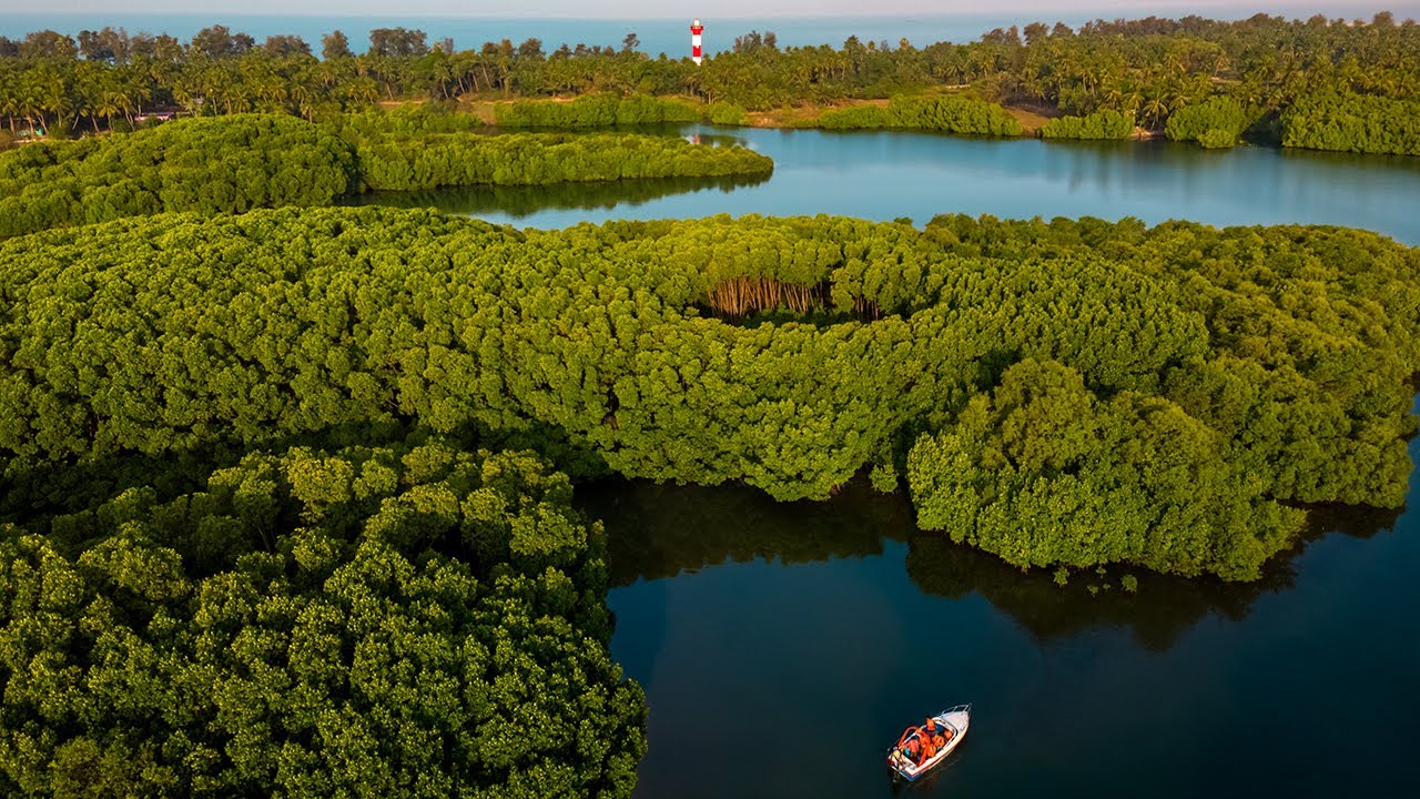 Mangrove Forest Ride